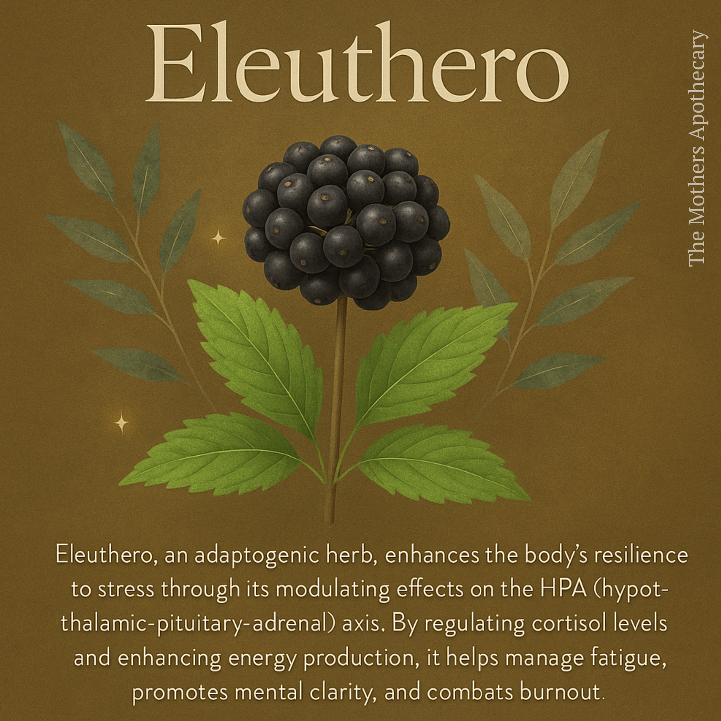eleuthero is an adaptogenic herb that enhances the bodies resilience to stress. This helps combat mom burnout and aids in recovery.