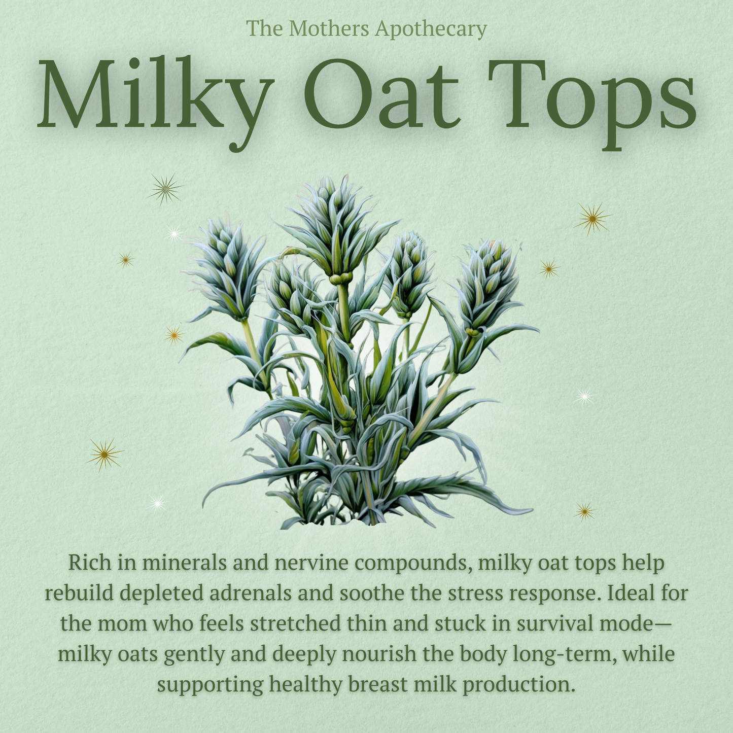 Milky oat tops are rich in minerals and nervine compounds. They help relieve overstimulation and aid in burnout recovery, while supporting milk supply in pregnant mothers