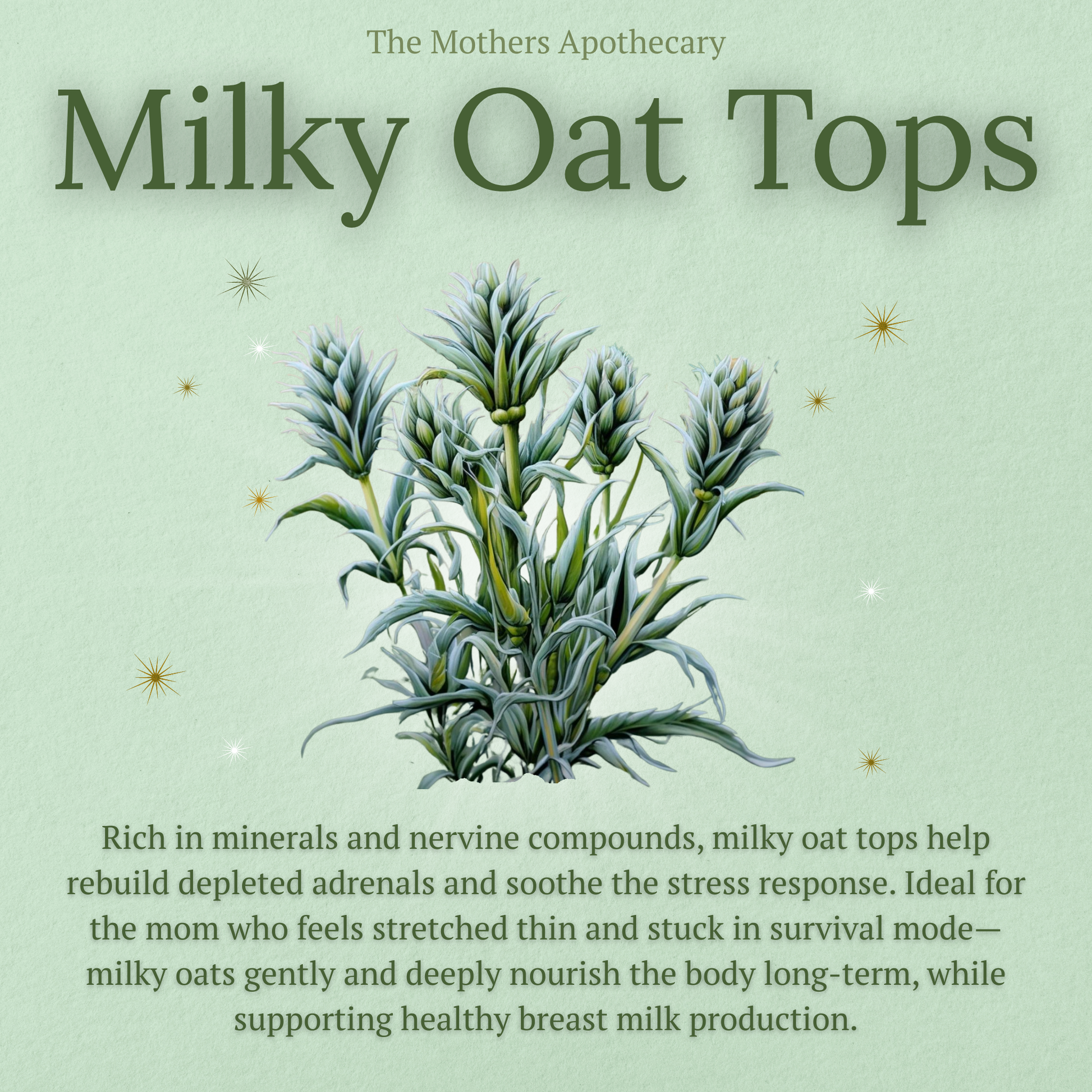 Milky oat tops are rich in minerals and nervine compounds. They help relieve overstimulation and aid in burnout recovery, while supporting milk supply in pregnant mothers