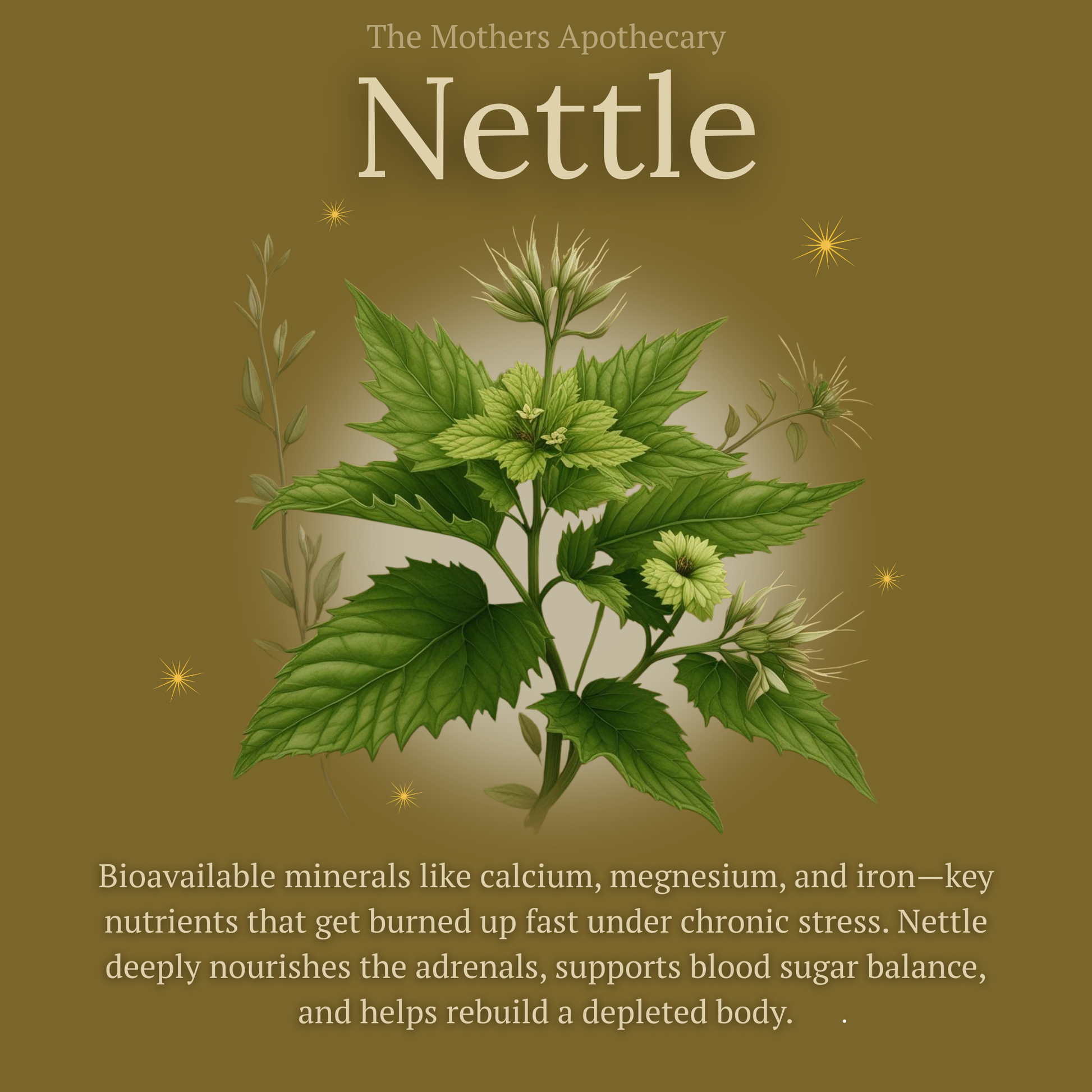 nettle is a nutritive herb that can help restore a burnt out moms body, relieving overstimulation in breastfeeding moms